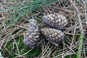 pinus nigra maritima (1) (1200 x 800).jpg_product